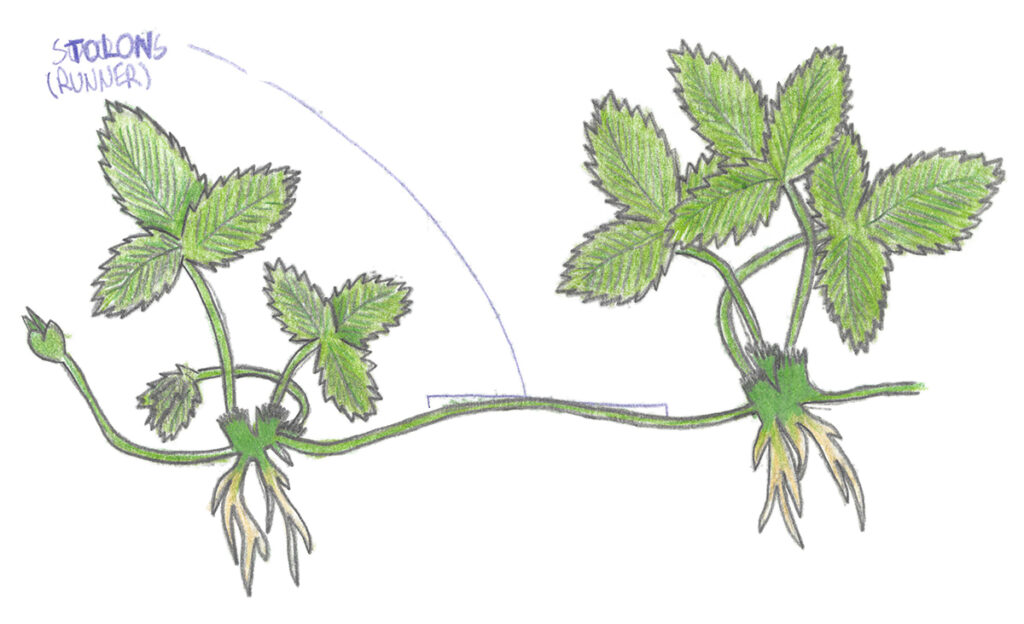 Childhood illustration from a plant book