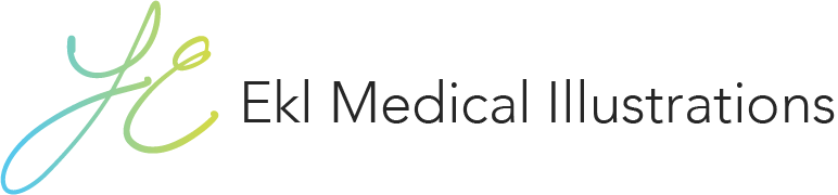 Ekl Medical Illustrations logo