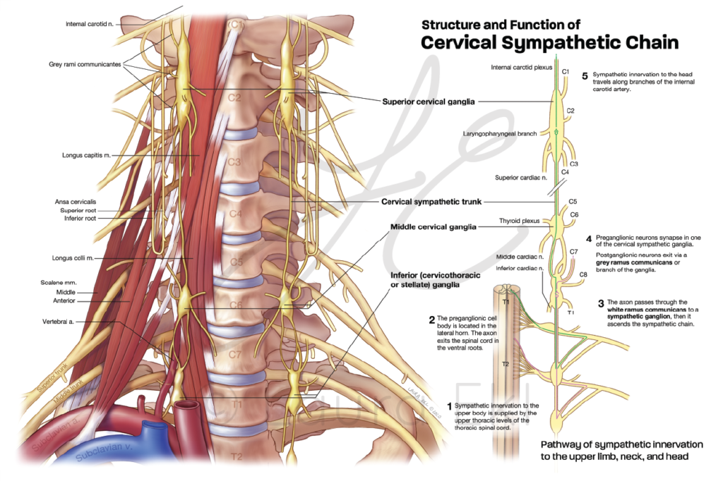 Medical Biological Illustration Ekl Medical Illustrations